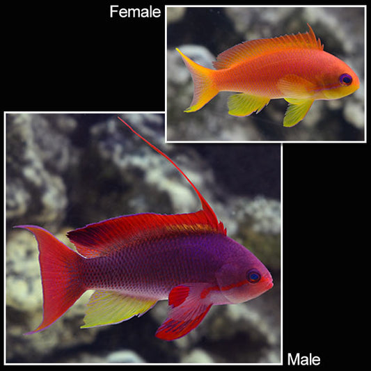 Lyretail Anthias (speudanthias squamipinnis)