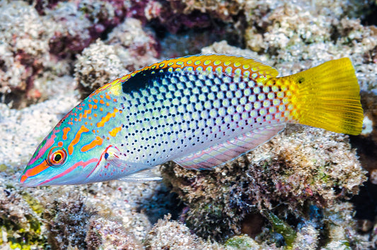 Checkered Marble Wrasse Halichoeres Hortulanus