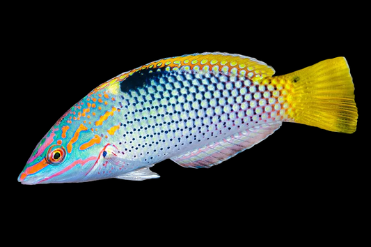 Checkered Marble Wrasse Halichoeres Hortulanus