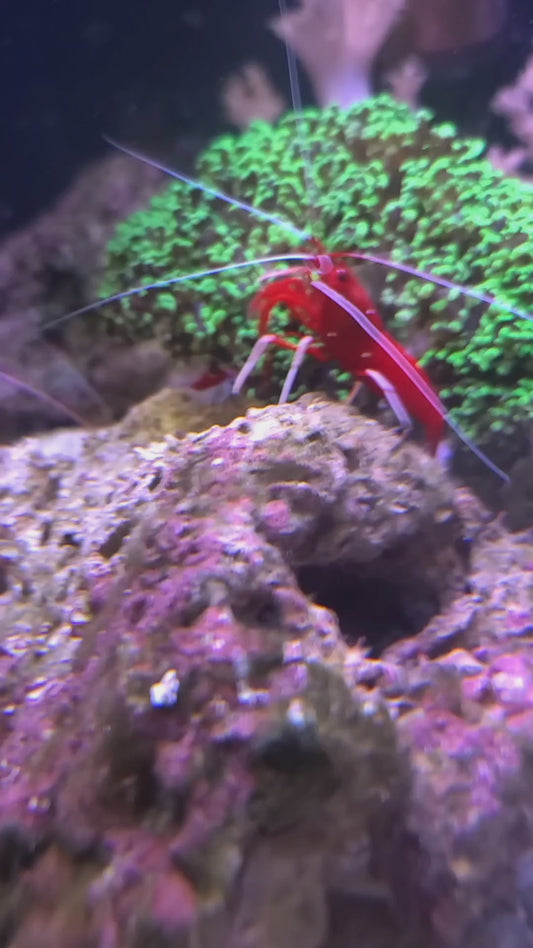 Shrimp Fire Lysmata Debelius