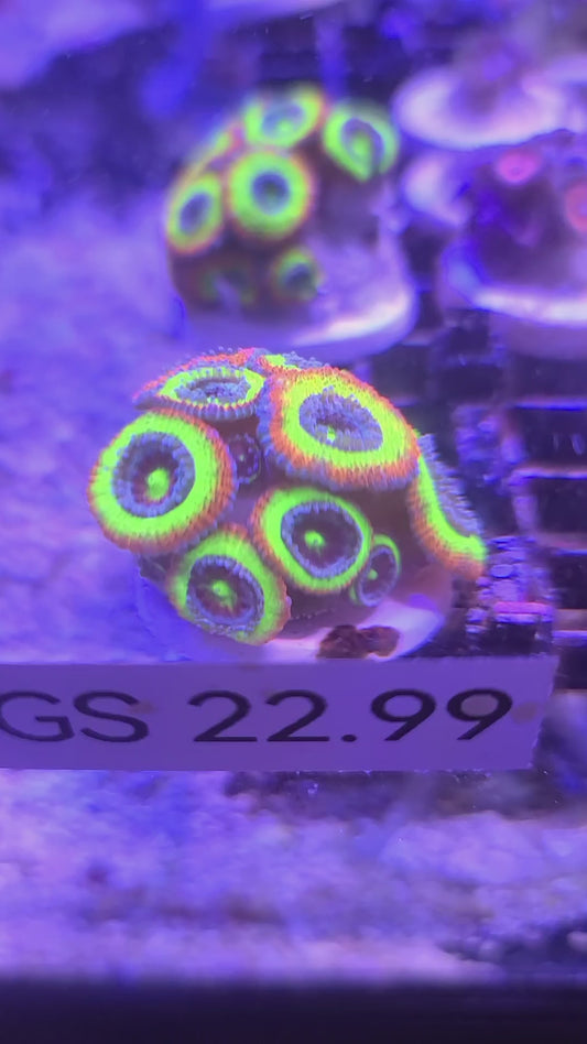 F2M Holy Grail Micromussa