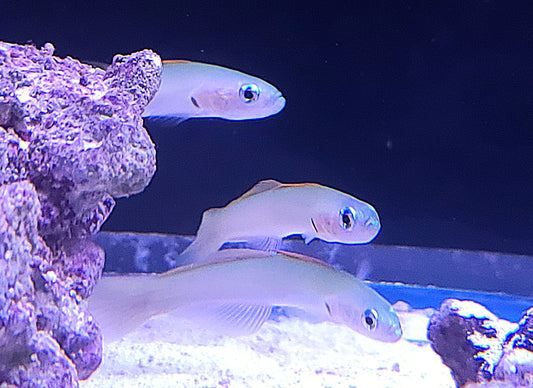 Goby Gudgeon Blue Green Ptereleotris microlepis (SKU 77940)