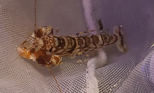 Pistol Shrimp; Tiger - Alpheus sp. 699663