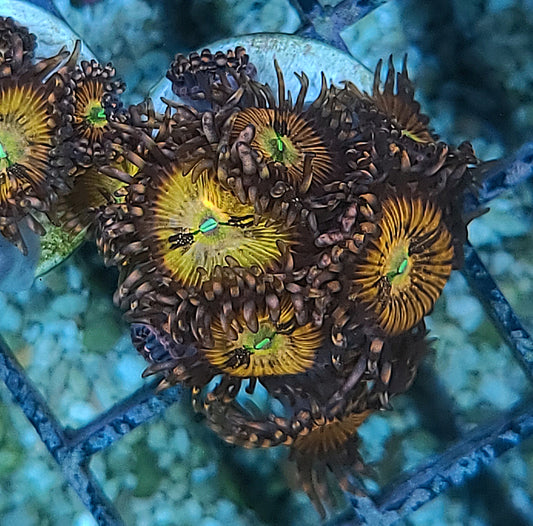 Pandora Palythoa