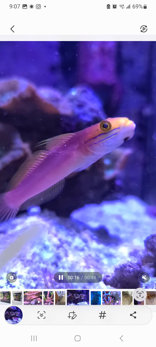 Goby Bella Rose