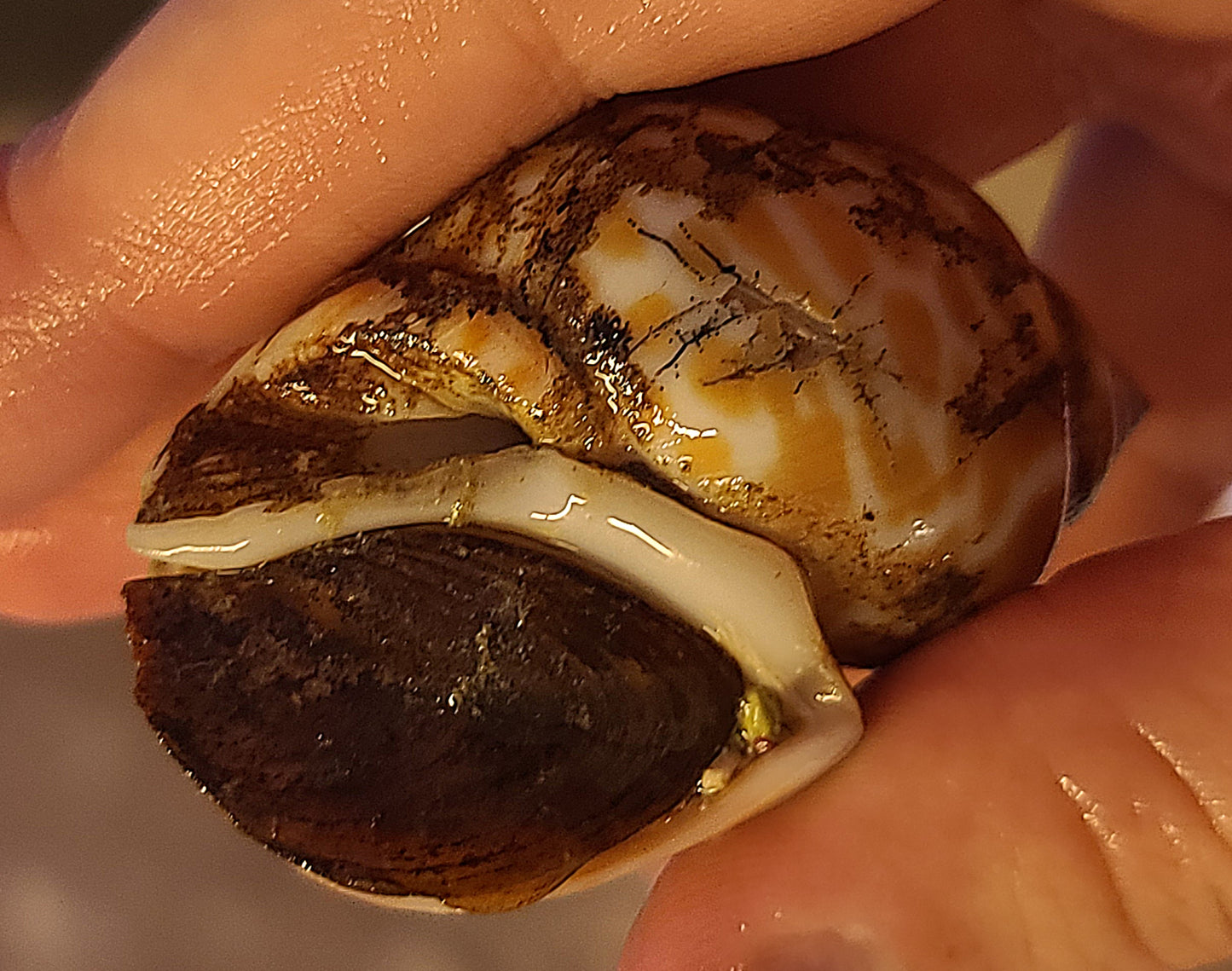 Funny Snail/Jumbo Nassarius