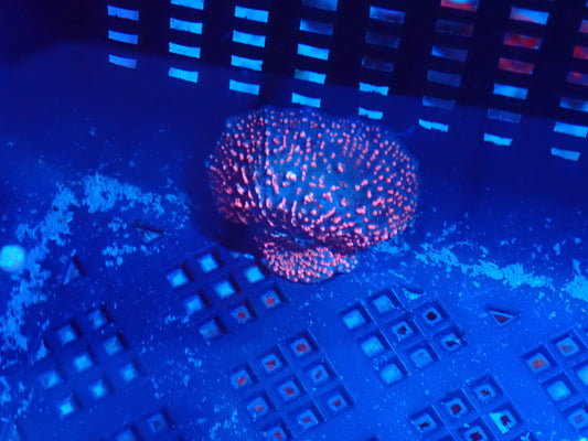 Antimatter interstellar mushroom Md