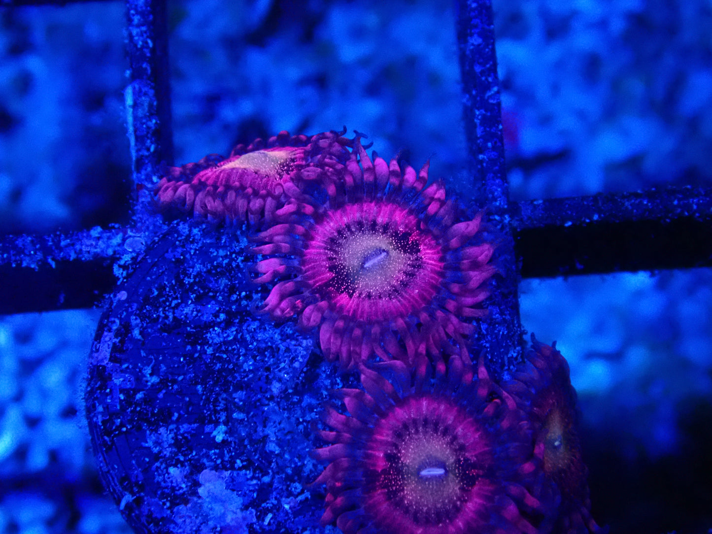 Halle Berry Zoa; Cultured - Zoanthid sp. Plug