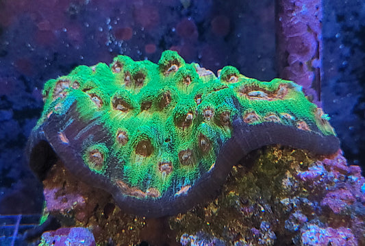 Blimey Limey Chalice Colony