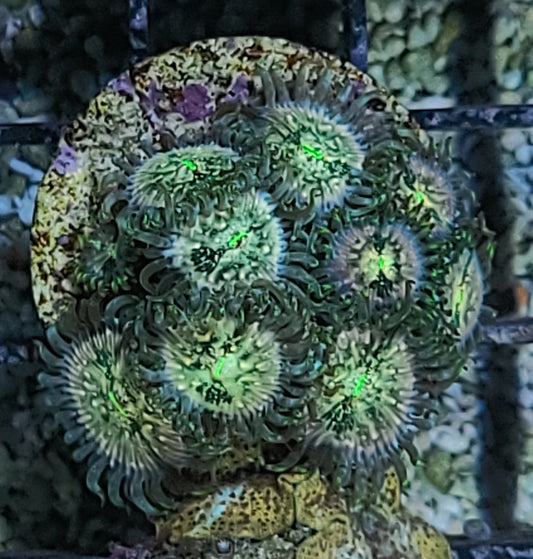 Indo OG Hawaiian People Eater Zoanthid Frag