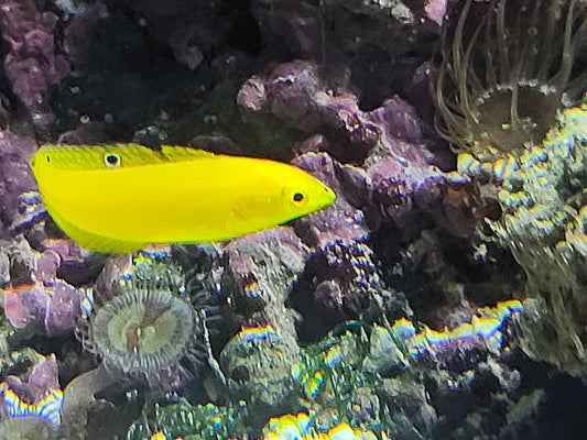 Yellow Coris Wrasse (Sri Lanka) Halichoeres Leucoxanthus