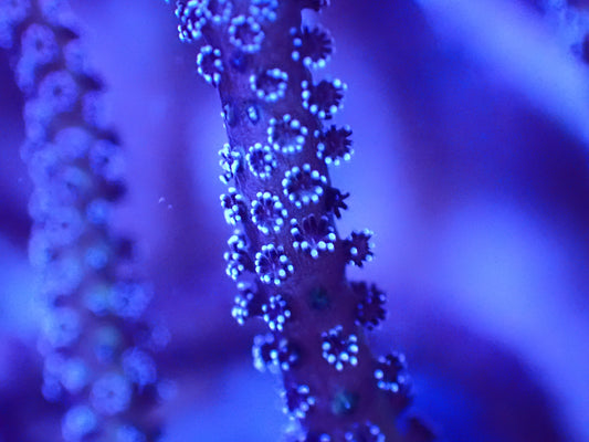 Asst. SPS Frag on tile. (SKU 750177)