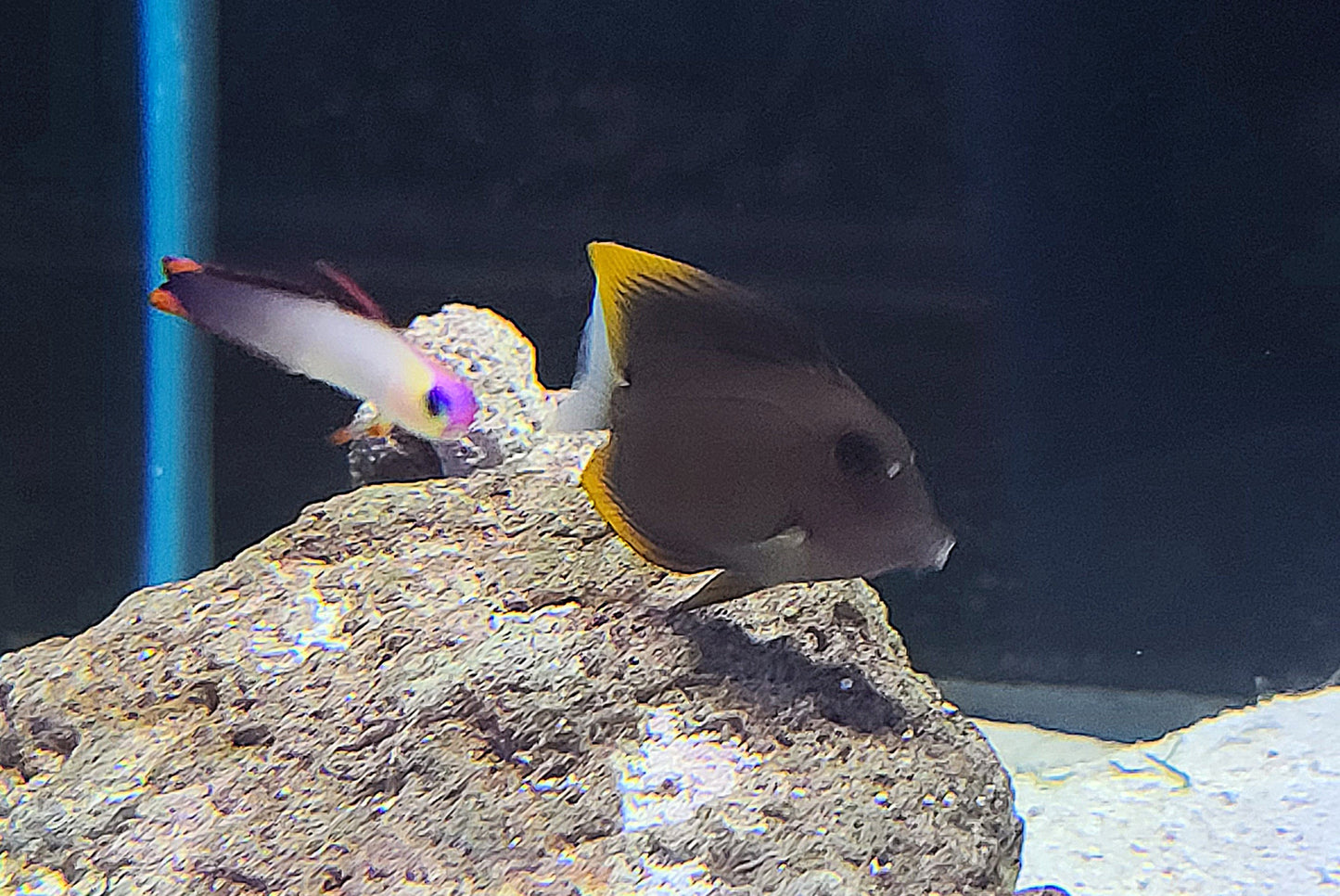 Flame Fin (Tomini) Tang - Ctenochaetus tominiensis