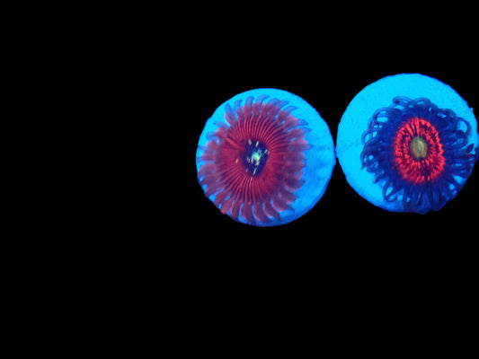 TSA Magician zoanthids Per Polyp