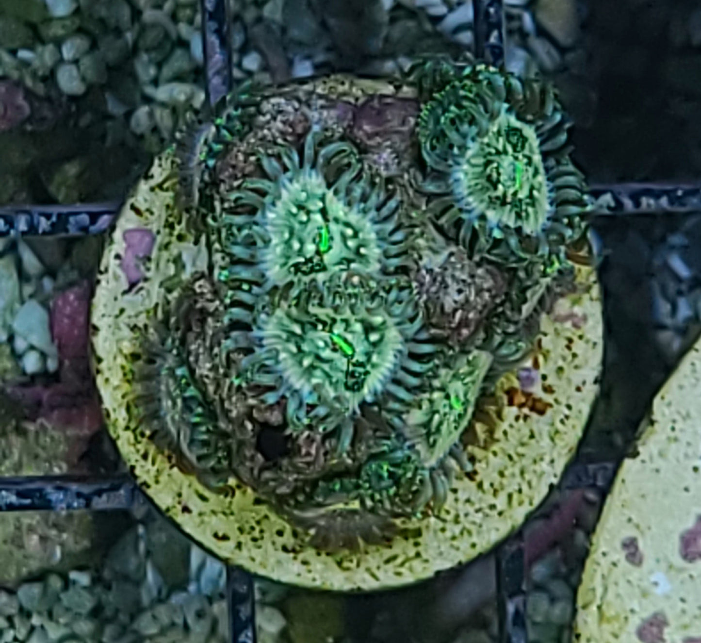 Indo OG Hawaiian People Eater Zoanthid Frag