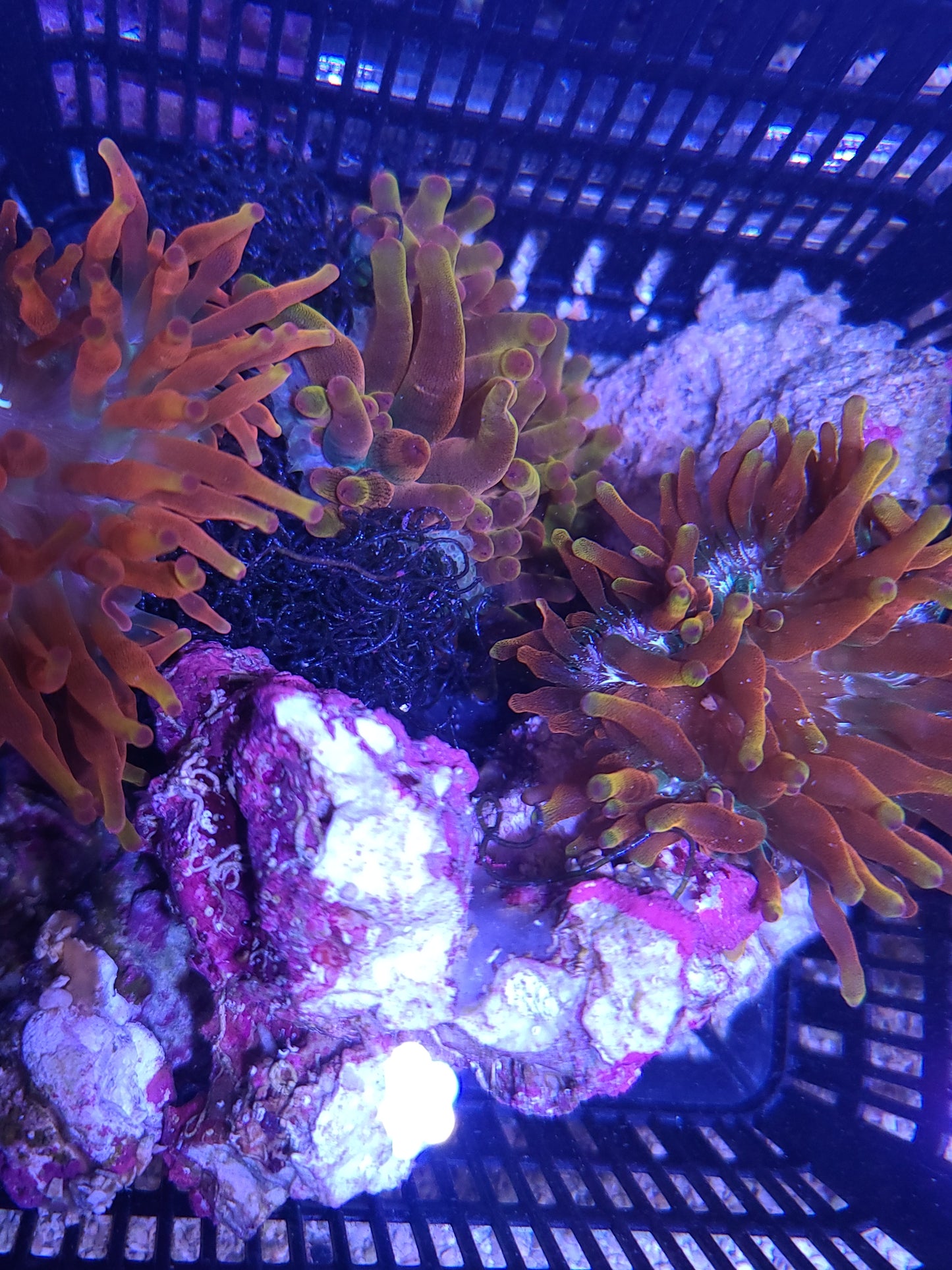 Bubble Anemone Md Ultra Yellow/Gold