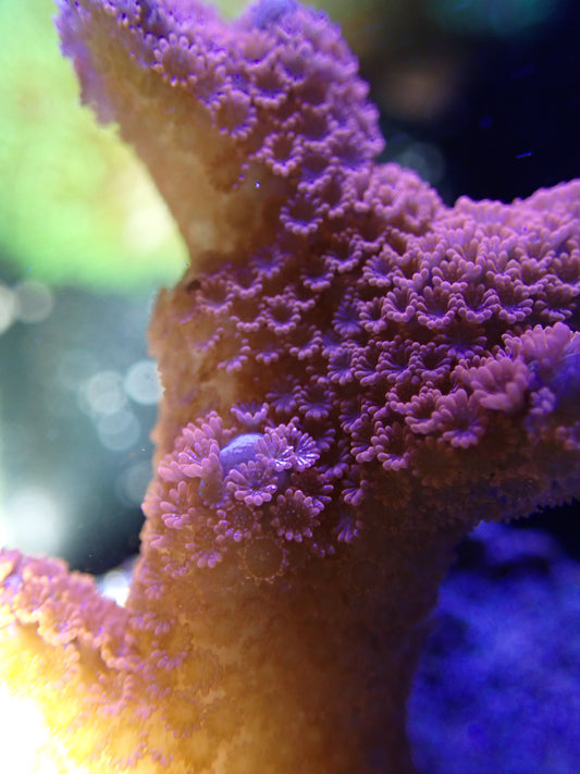 Forrest Fire Montipora digitada frag