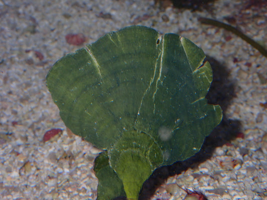 Macroalgae Mermaid's Tail