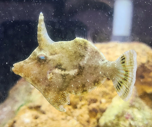 Filefish: Matted LG 44009