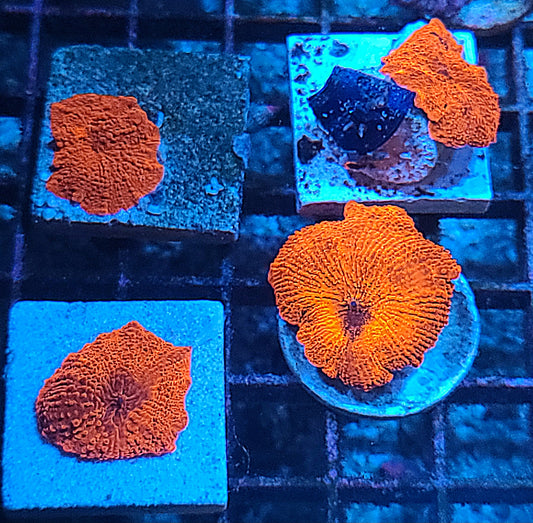MD Ultra Red Discosoma Mushrooms 87458
