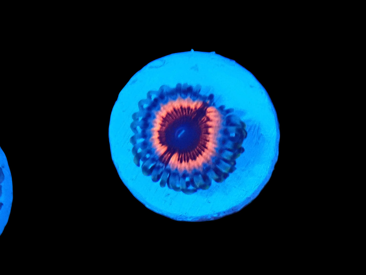 TSA Little shop of nightmares zoanthids
