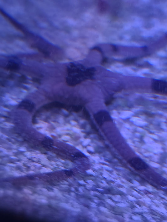 Starfish Serpent Banded