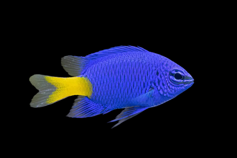 Yellowtail Blue Damsel