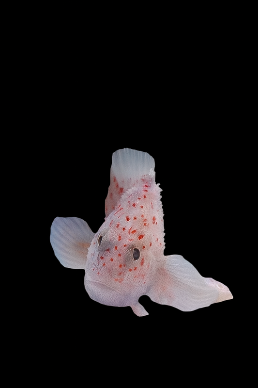 Gum drop goby/Velvet fish (1818 Caracanthus madagascariensis)