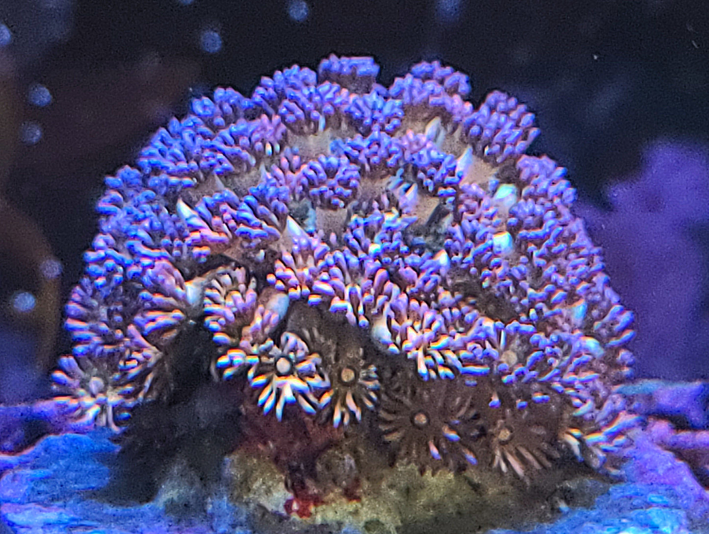 Indo Cultured Unique Rainbow Goniopora Frags