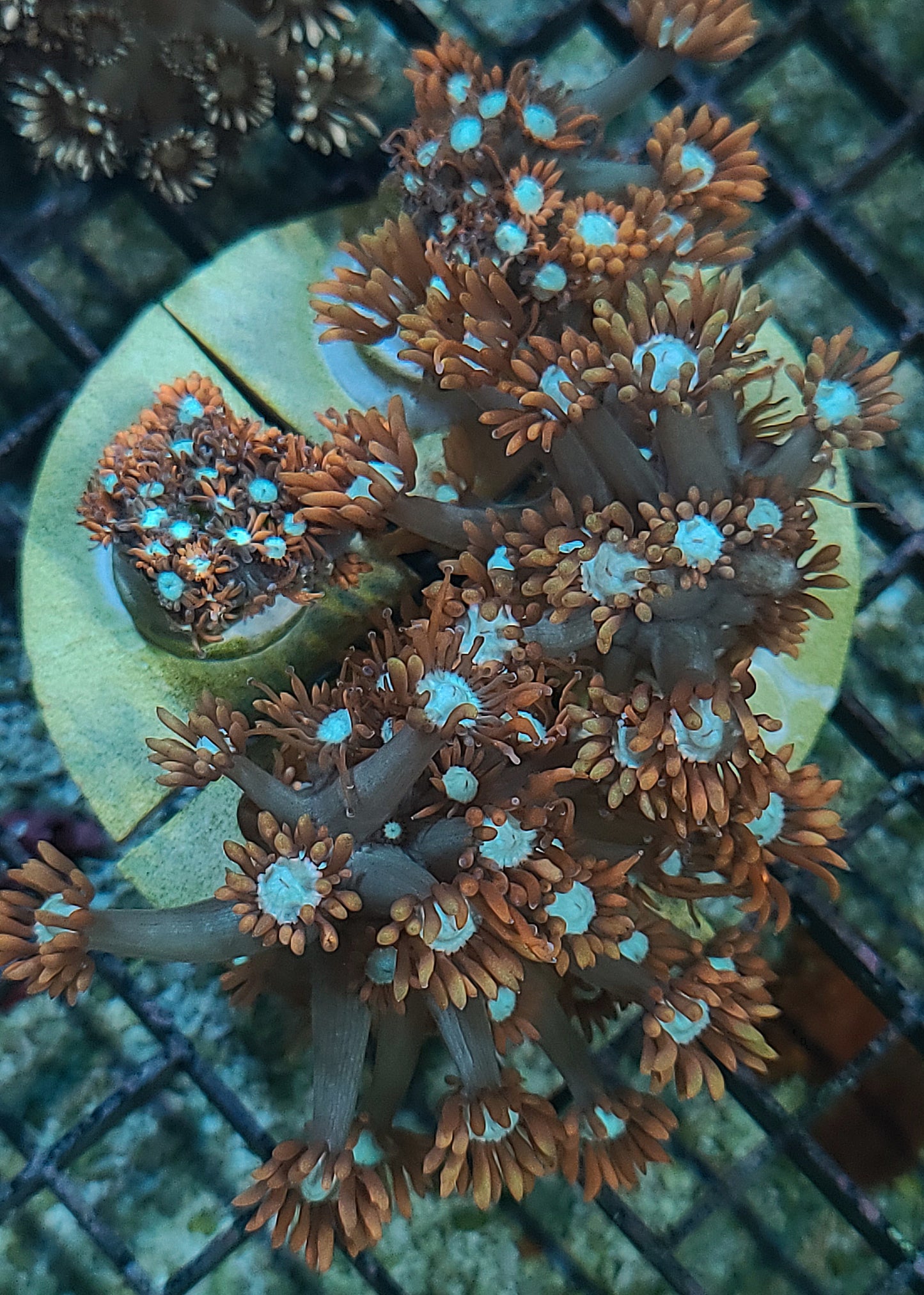 American Dream Goniopora Frag