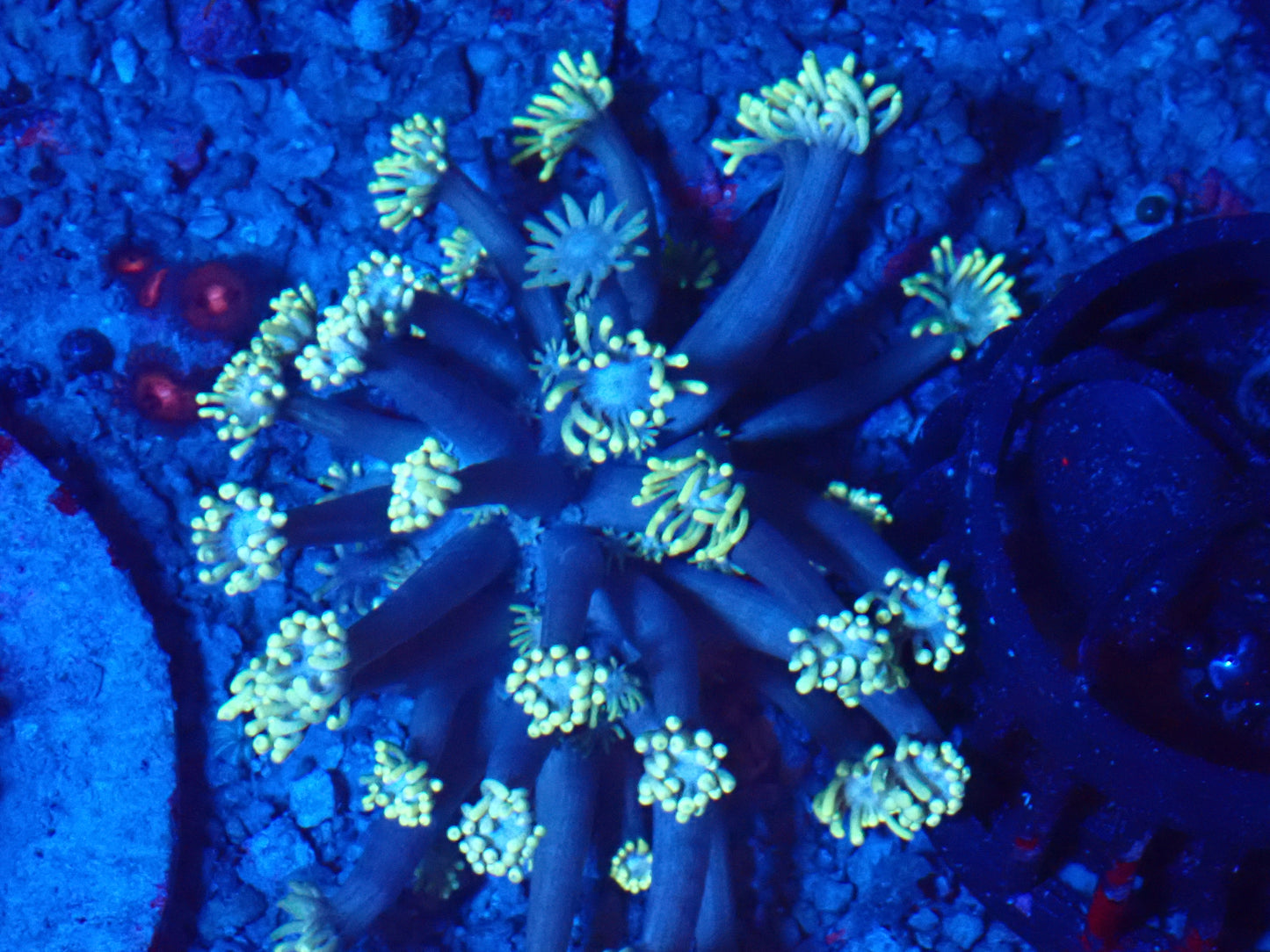AUSSIE TOXIC LIME GONIOPORA