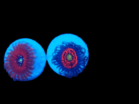 TSA Eternal gobstopper zoanthid