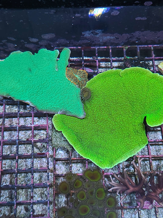 Large Montipora Chunks (SKU 202020)