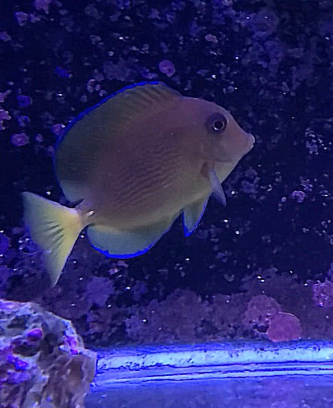 Blue Carribean Tang LG 44898