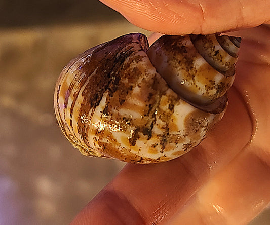 Funny Snail/Jumbo Nassarius