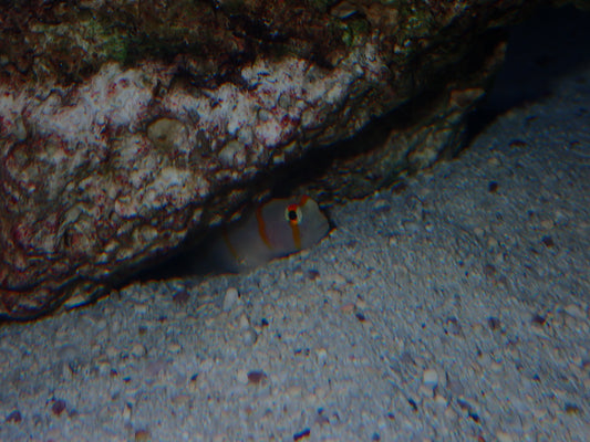 Goby Randall-Amblyeleotris randalli