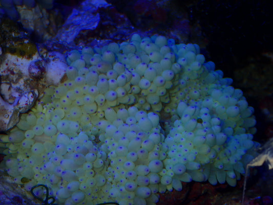 Sebae Anemone H. crispa/malu (776417)