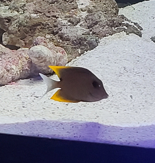 Flame Fin (Tomini) Tang - Ctenochaetus tominiensis