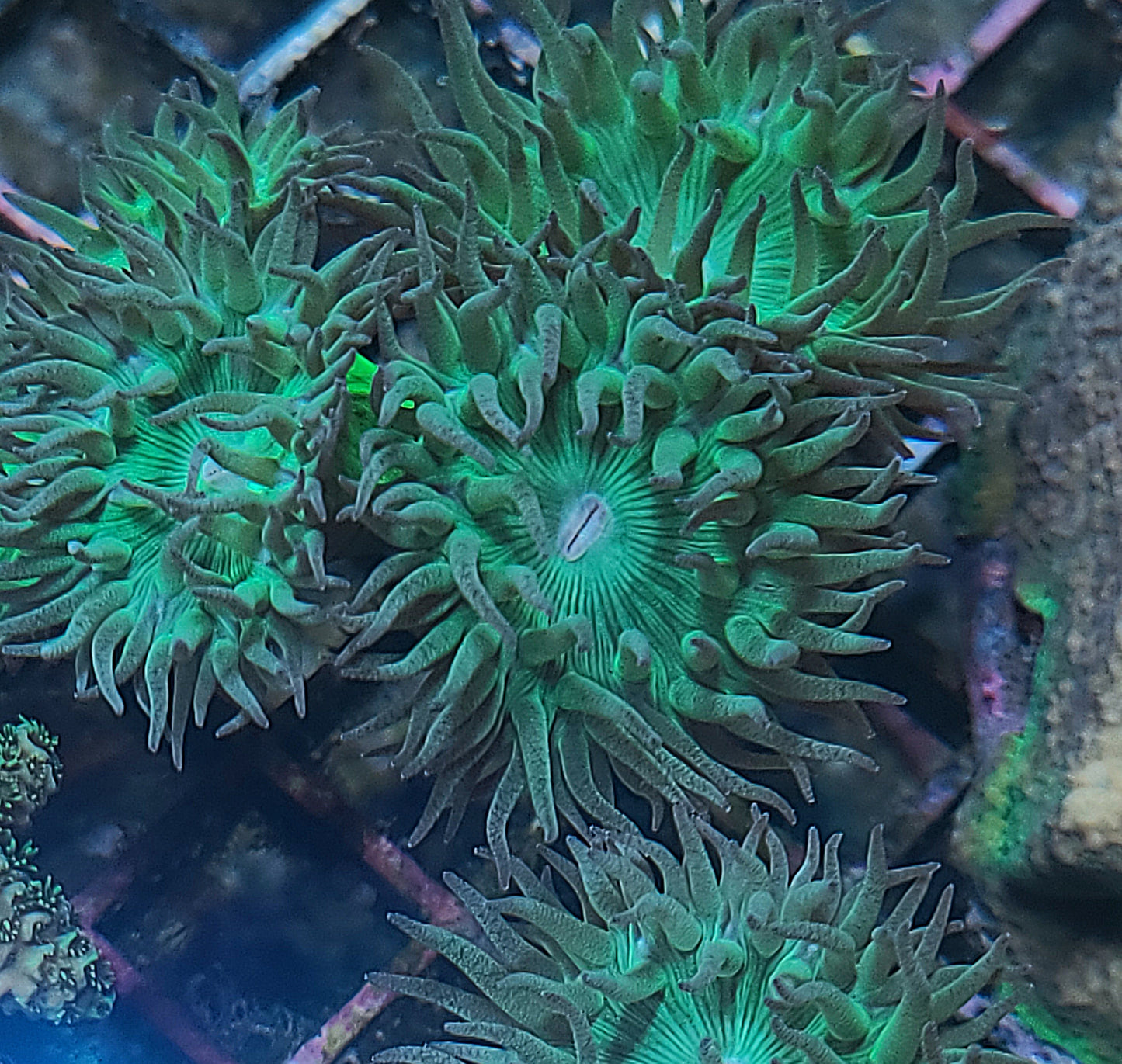 Duncan Frag 3-5 Heads