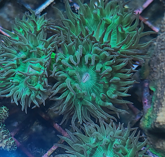 Duncan Frag 3-5 Heads