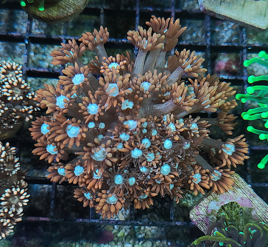 American Dream Goniopora Frag