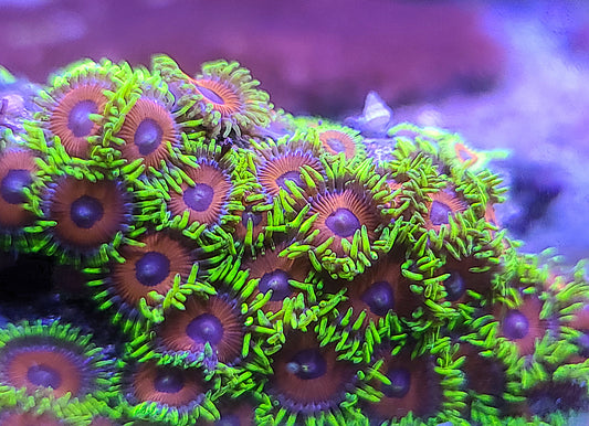 Zoanthid Chunk On Round Plate
