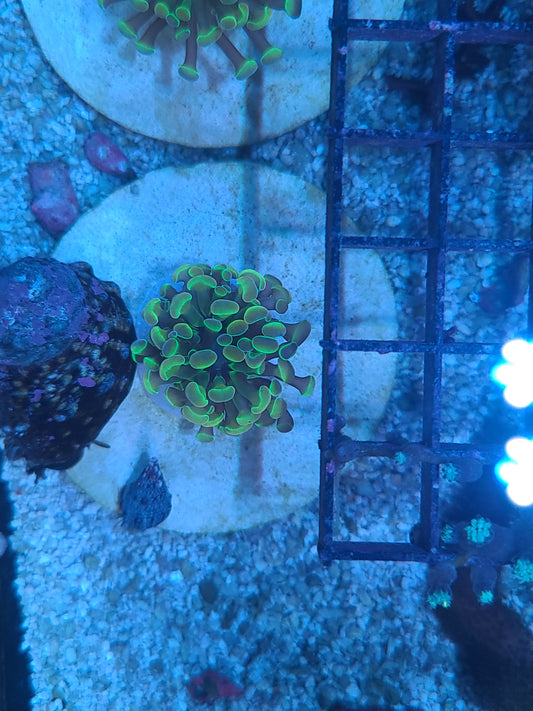 Indo Cultured Ultra Rare Jellybean Hologram Branching Hammer Per Head