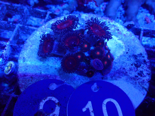 Zoanthids #0910