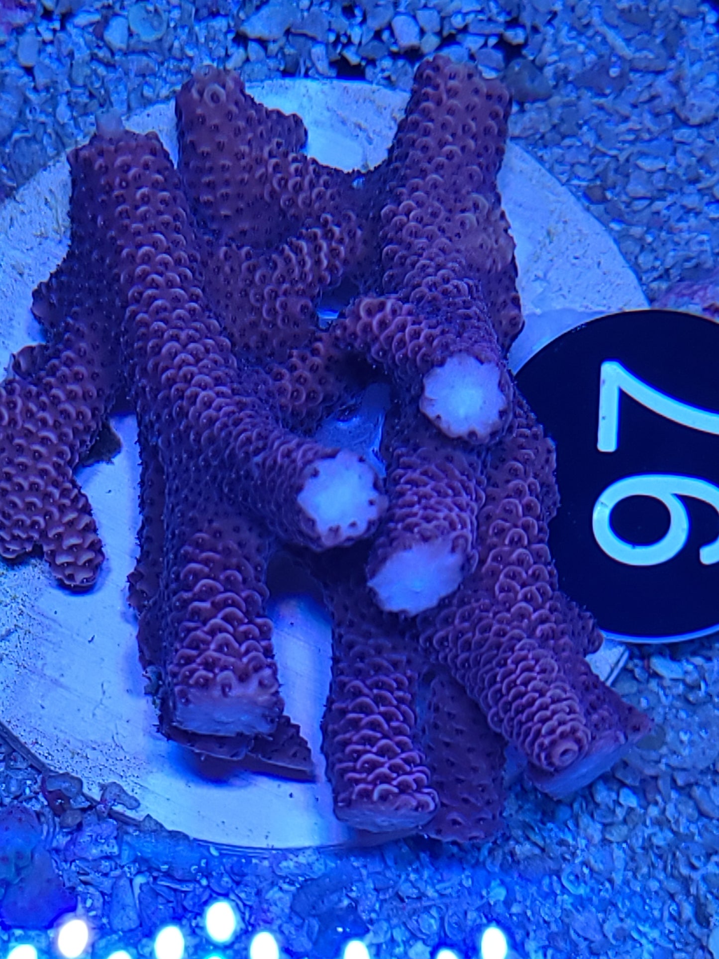 #097 - AUSSIE ACRO MILLI LG