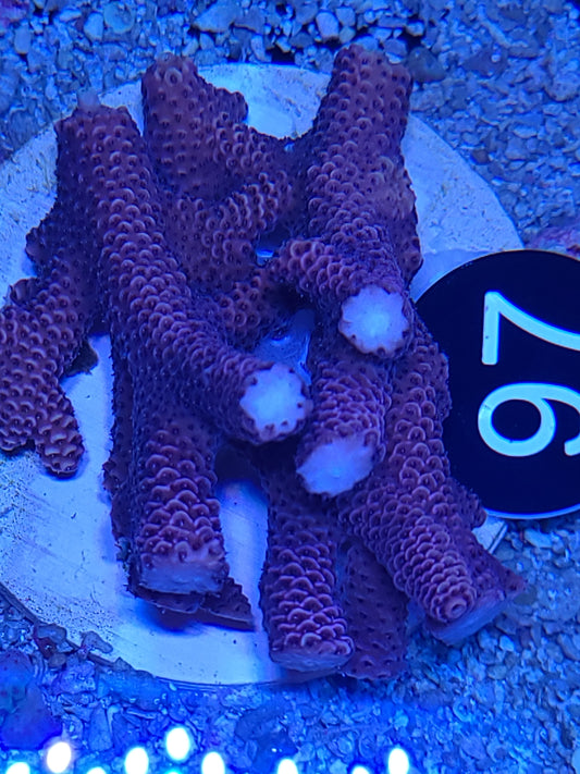 #097 - AUSSIE ACRO MILLI LG