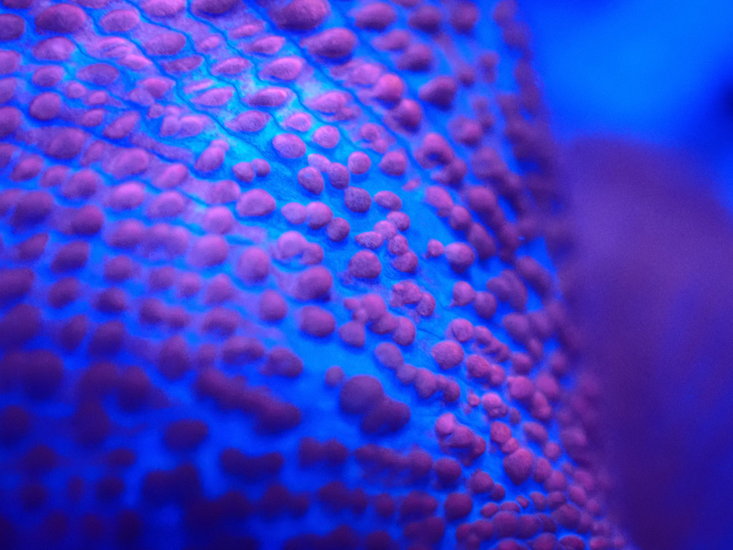 $20 Frag Rack (SKU2020)