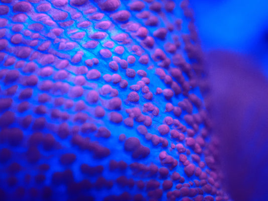 $20 Frag Rack (SKU2020)