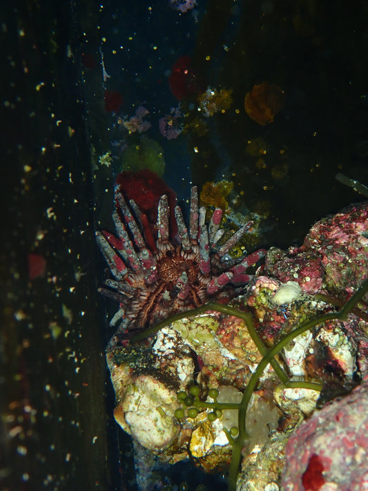 Pencil Urchin; Atl. - Eucidaris tribuloides