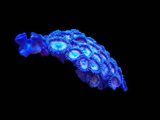 Zoanthus Rock fission Pink Md (Indo)